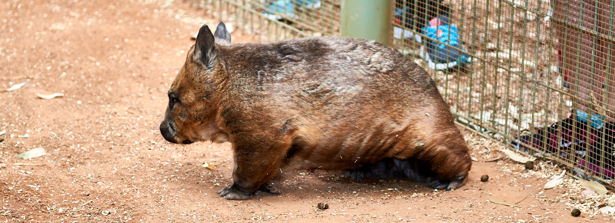 20180123 090 호주 페더데일 와일드 라이프 공원